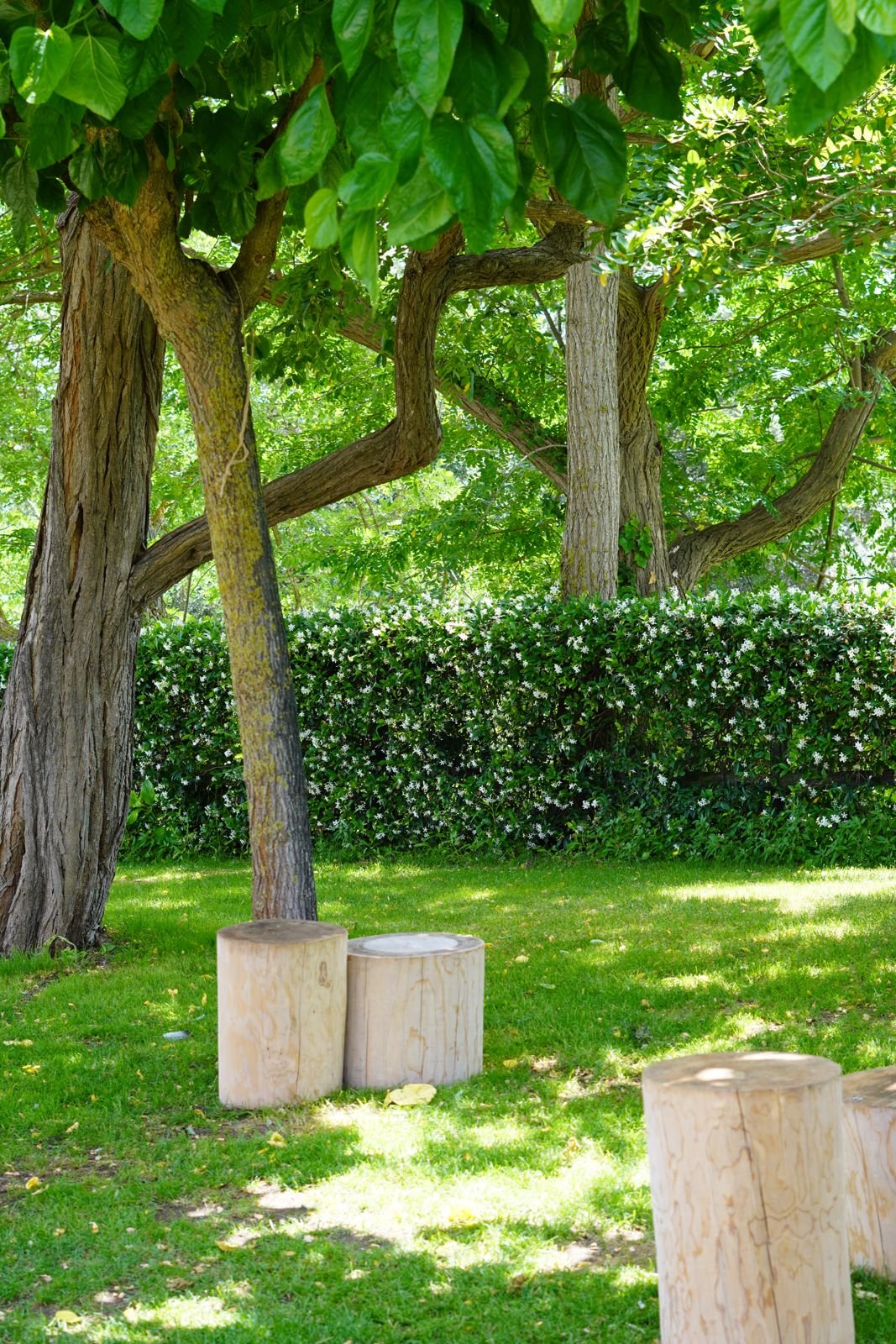 Árbol centenario del jardín